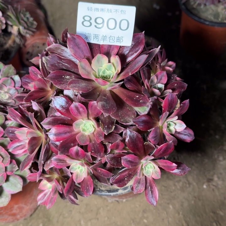 8900白婚莎多肉植物