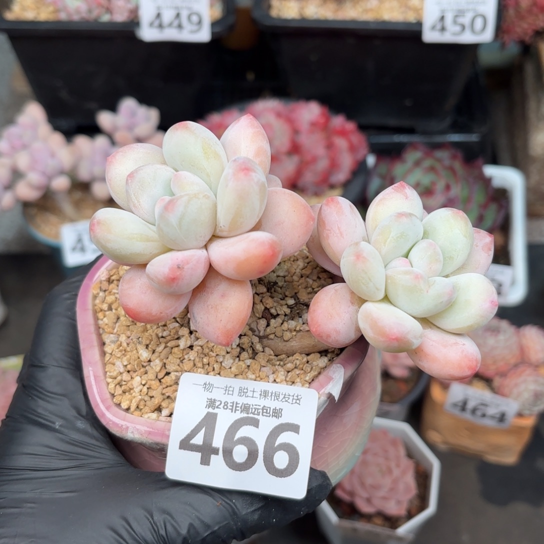 香水双头无盆土发货