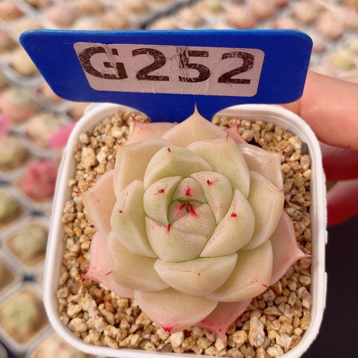 麦秆5cm多肉植物