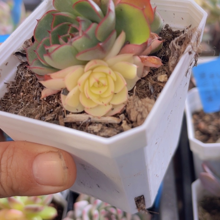 奥洛锦多肉植物288