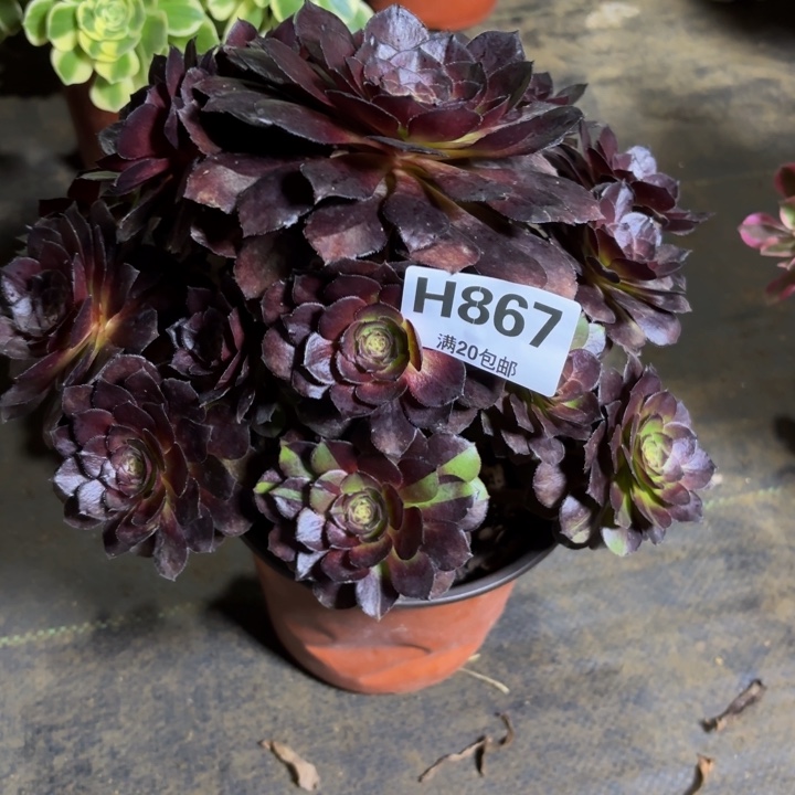 瑞妈，。，。。。867黑美人