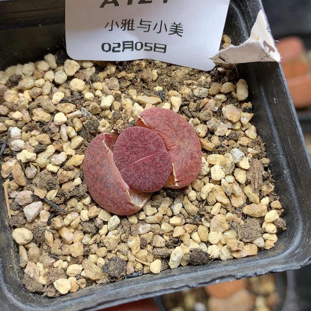 A124多肉植物保护研究所