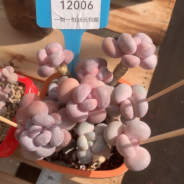 随***512006，都是卡佛舞台姐姐咯