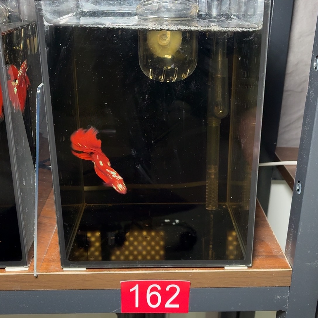 斗鱼彩金半月公鱼