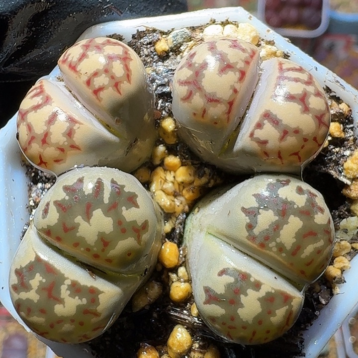 生石花1111112。  272