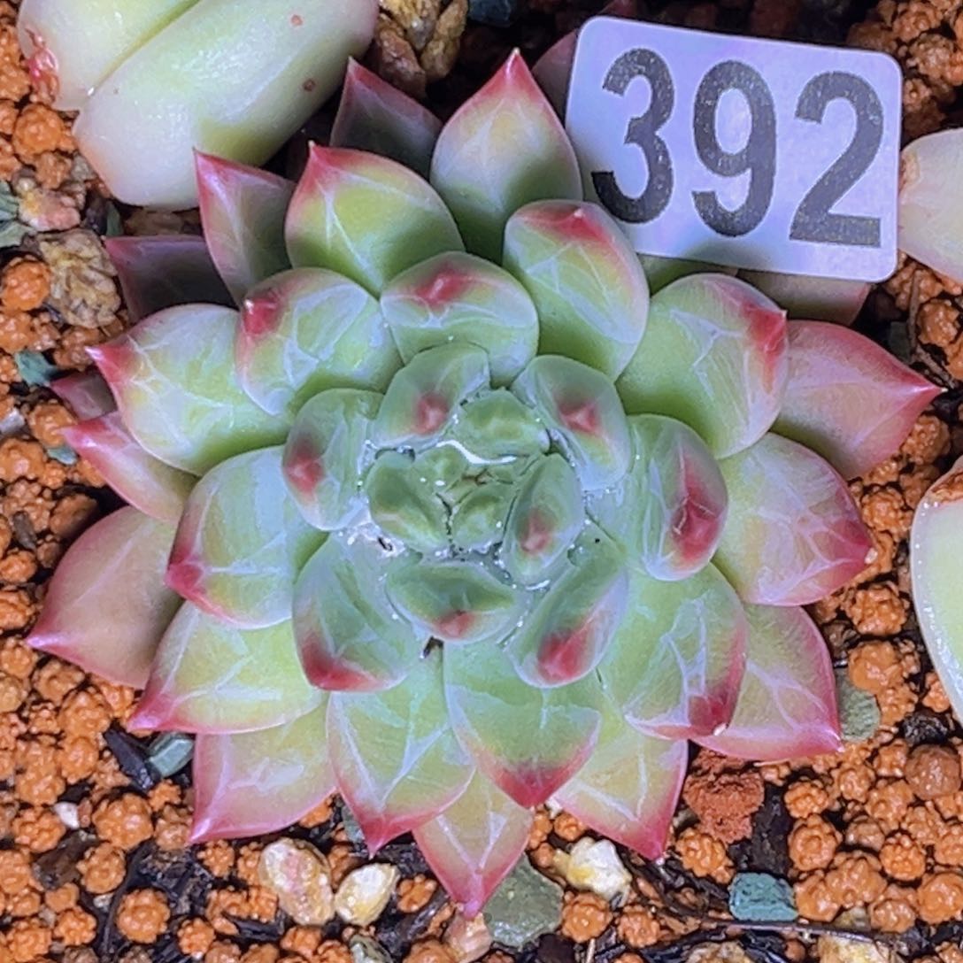 多肉植物美人sp392