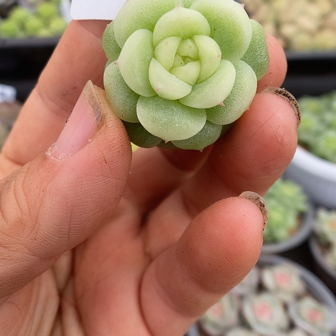 一物一拍一物一拍911-345