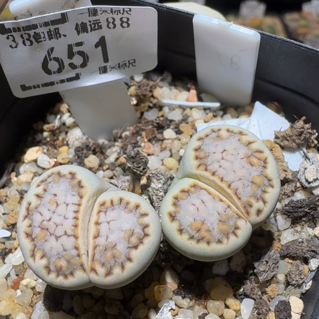 Ssss精品生石花651