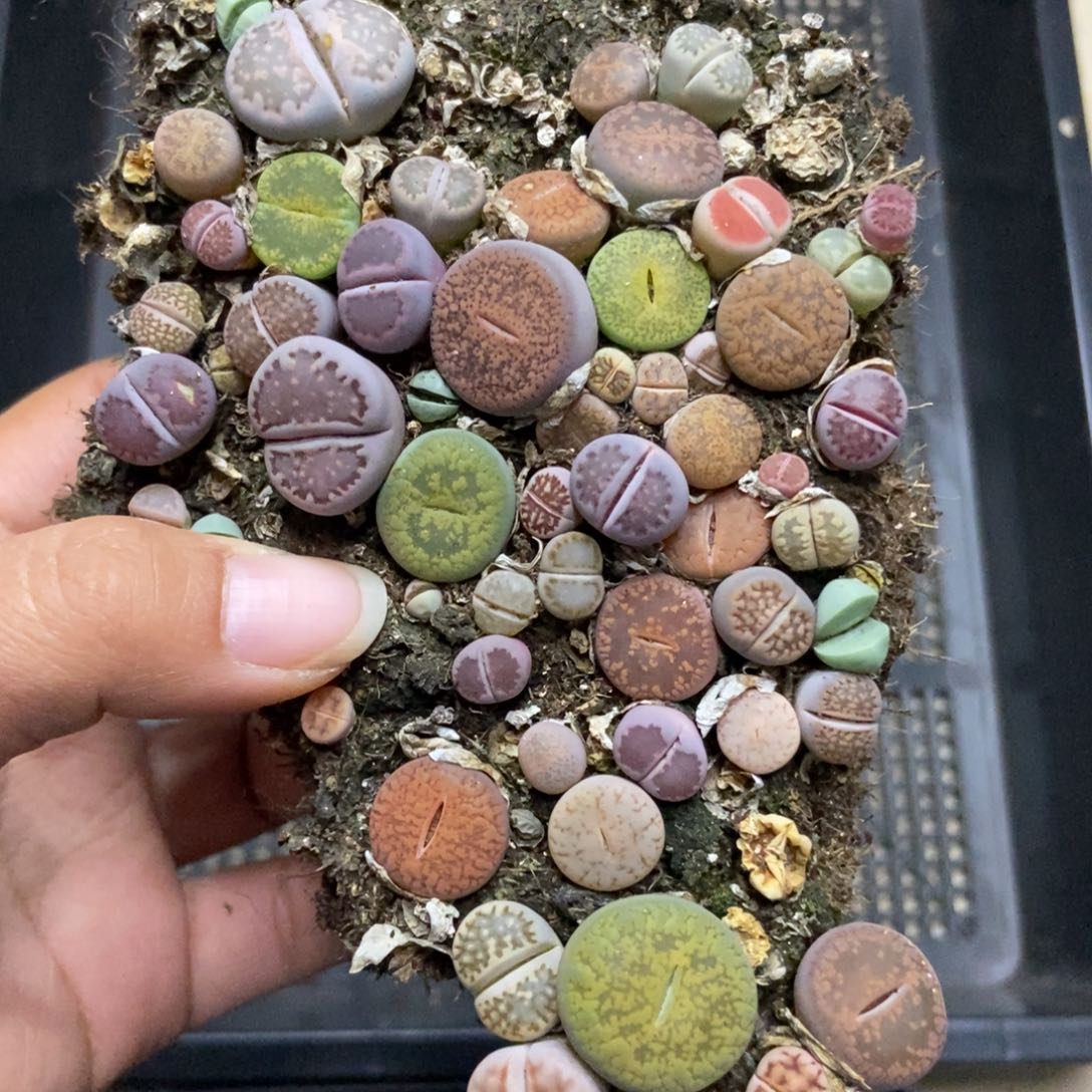 7526混合切糕有疤