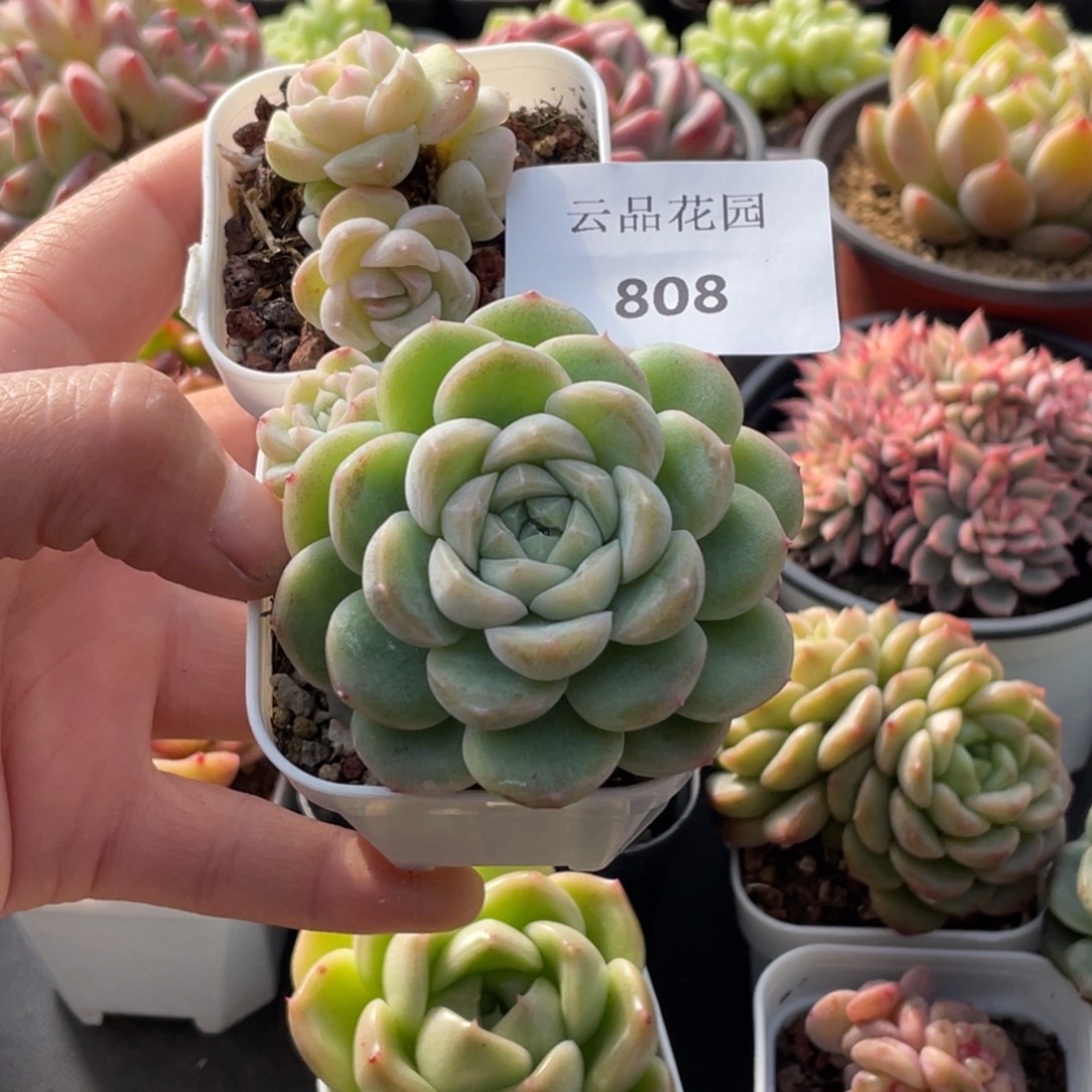 喵***喵808号糖心冰心珍妮2