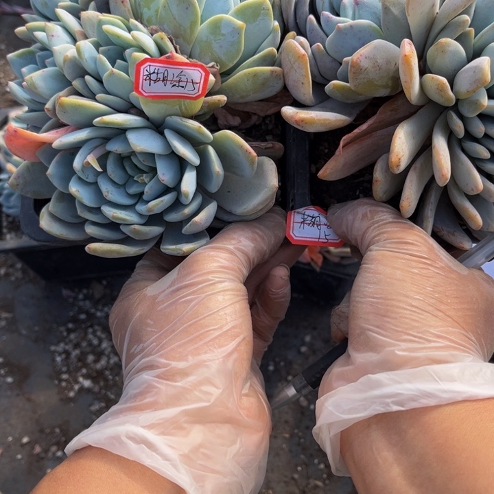 湖*橙籽两颗140盆