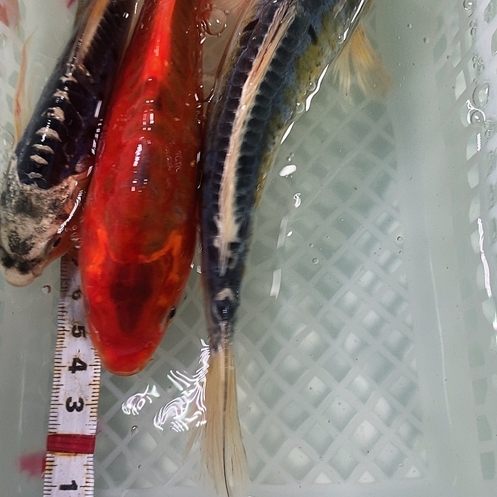 锦鲤冷水锦鲤包邮