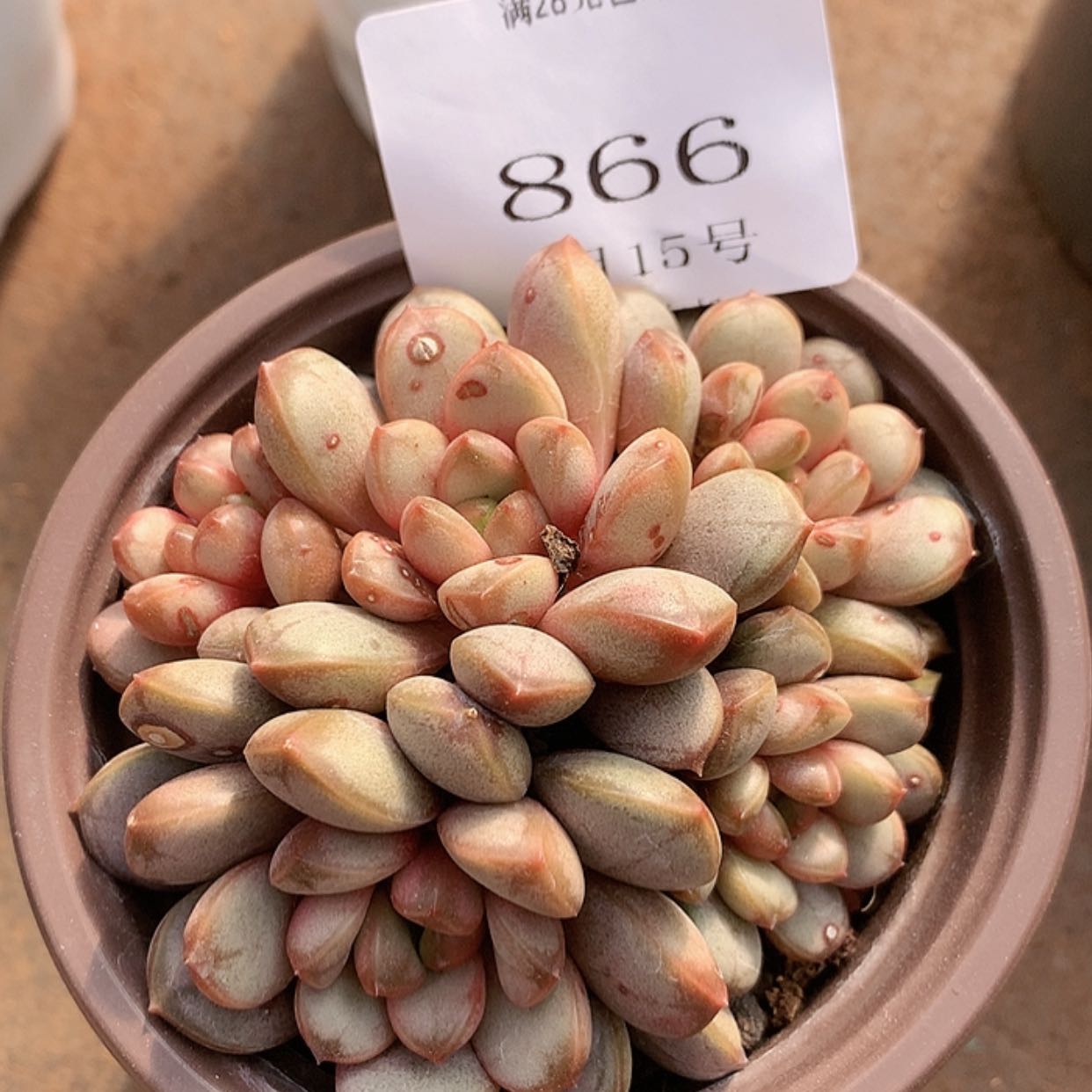 【闪购商品】云866