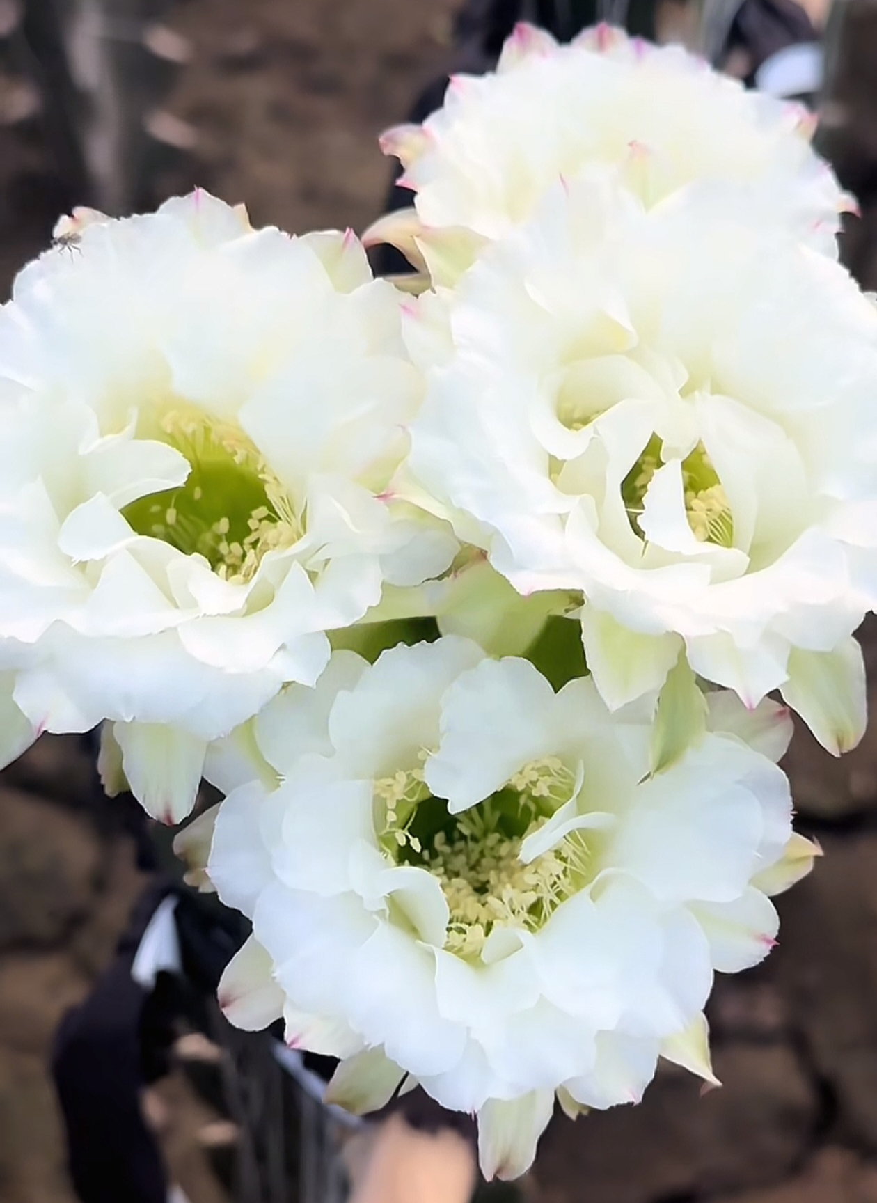 彩草，白玫瑰，环境不同花色花型颜色深浅不同属于正常，介意勿拍！