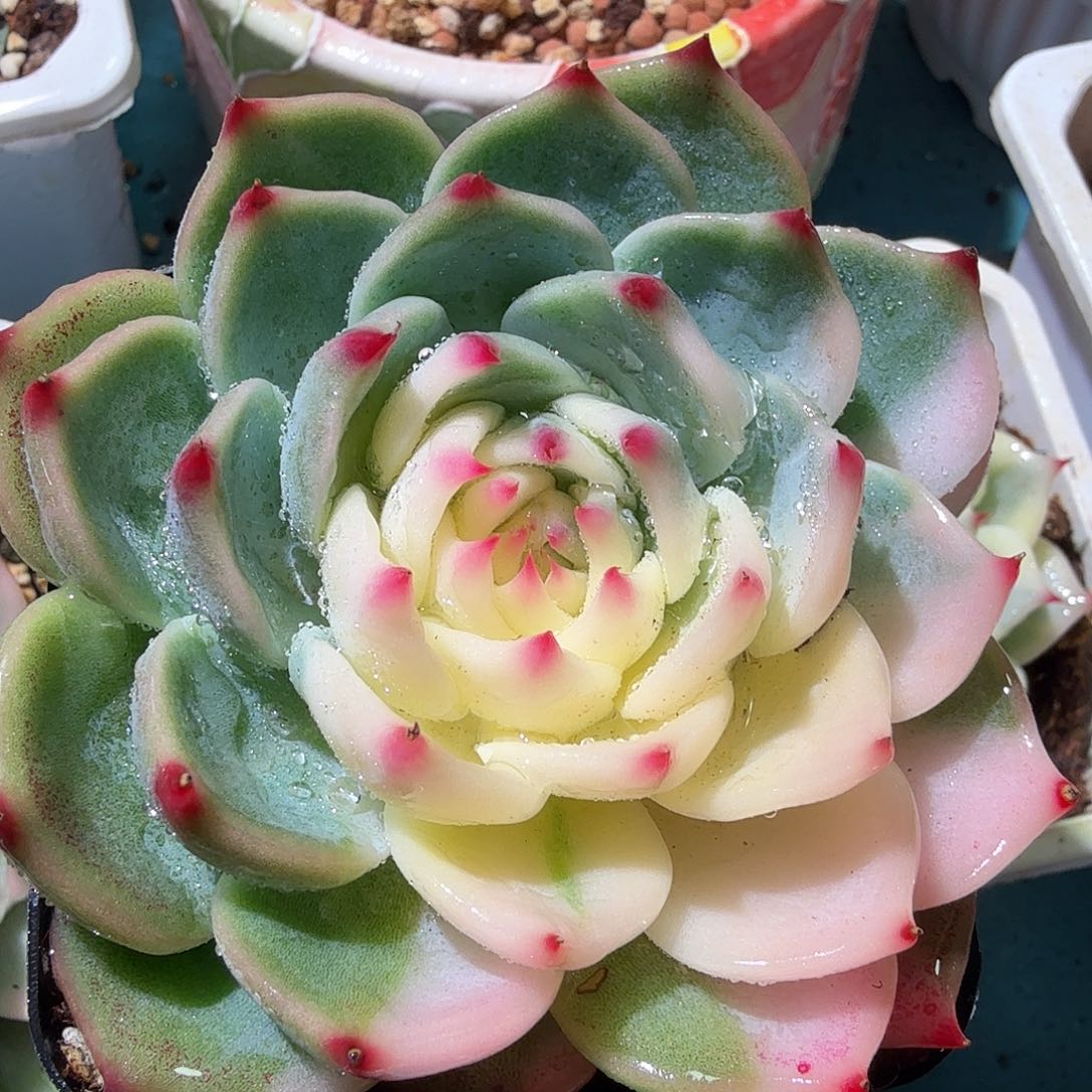 吉娃娃锦，多肉植物