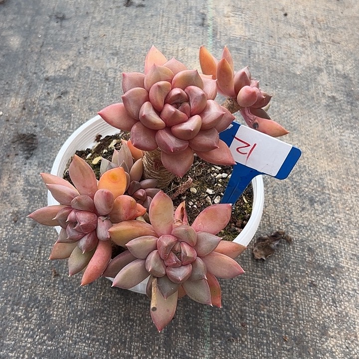 21红象一个脱土多肉脱土