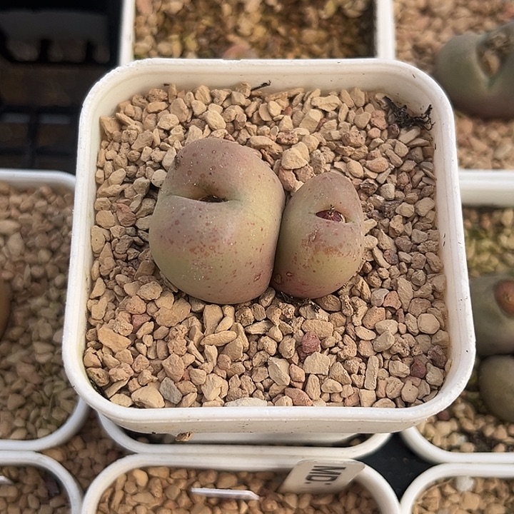 玉底红点。双头。吕孤