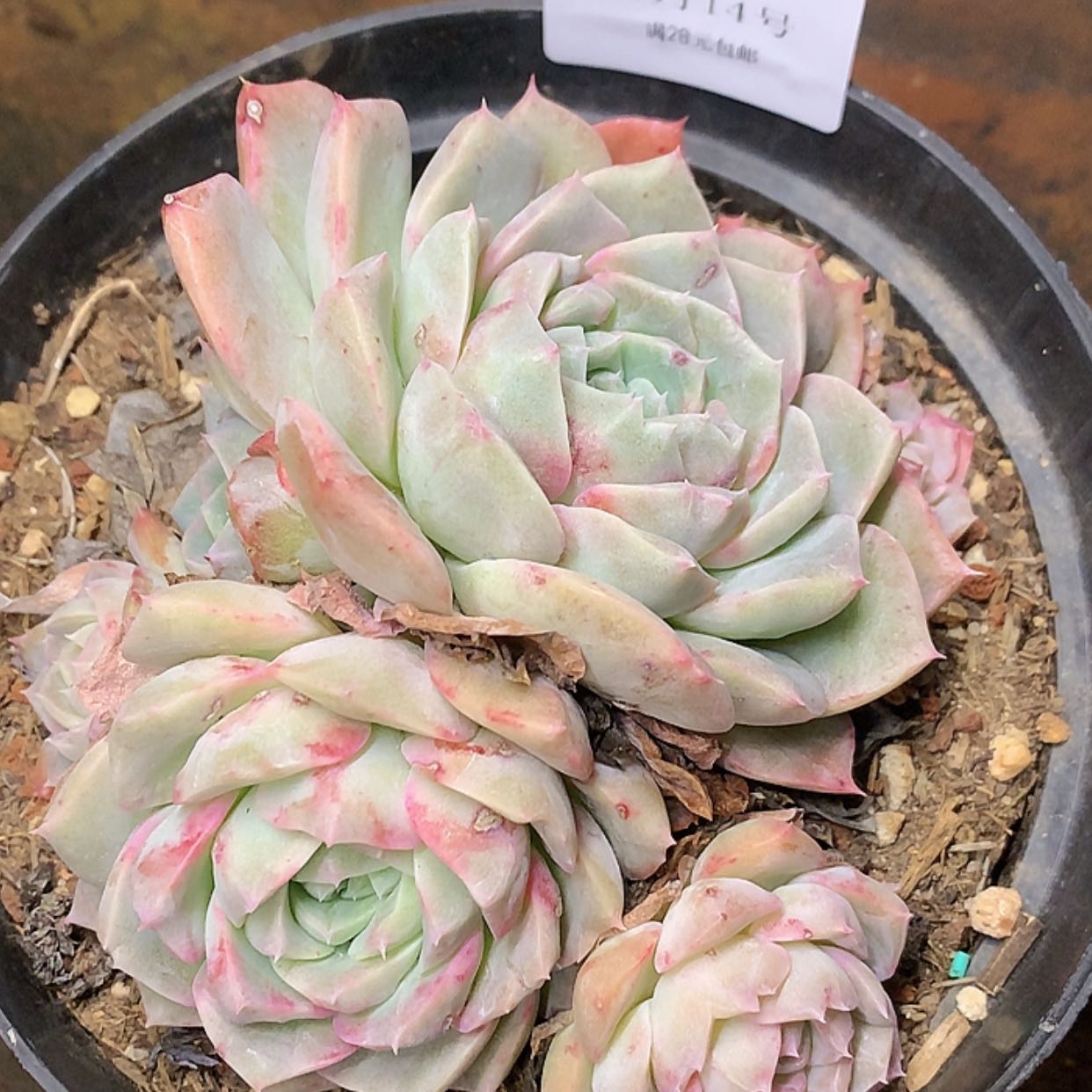 【闪购商品】云552