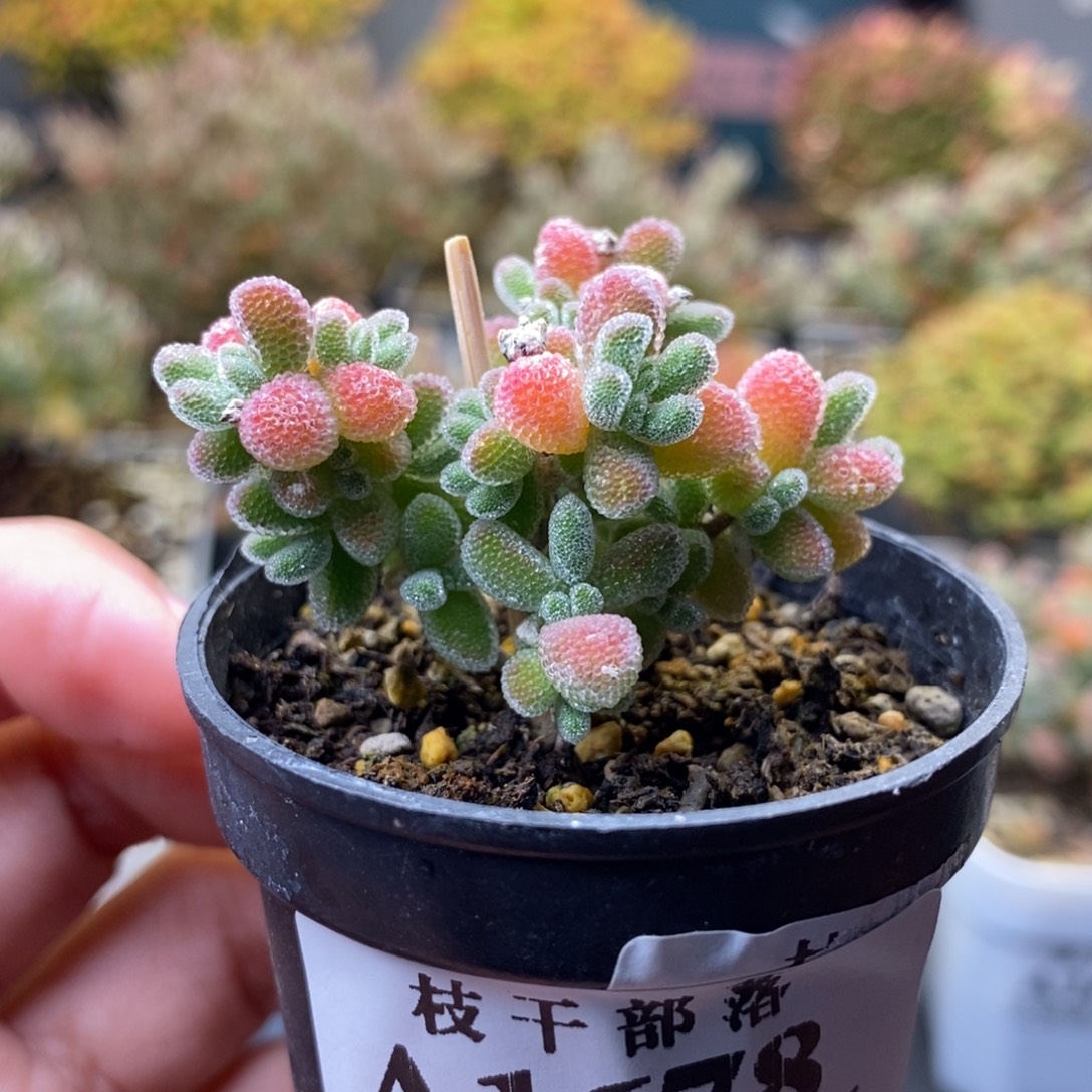 匿***贝1678冰晶 。         