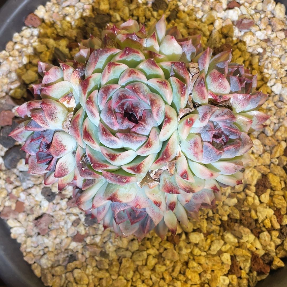 多肉植物一物一拍