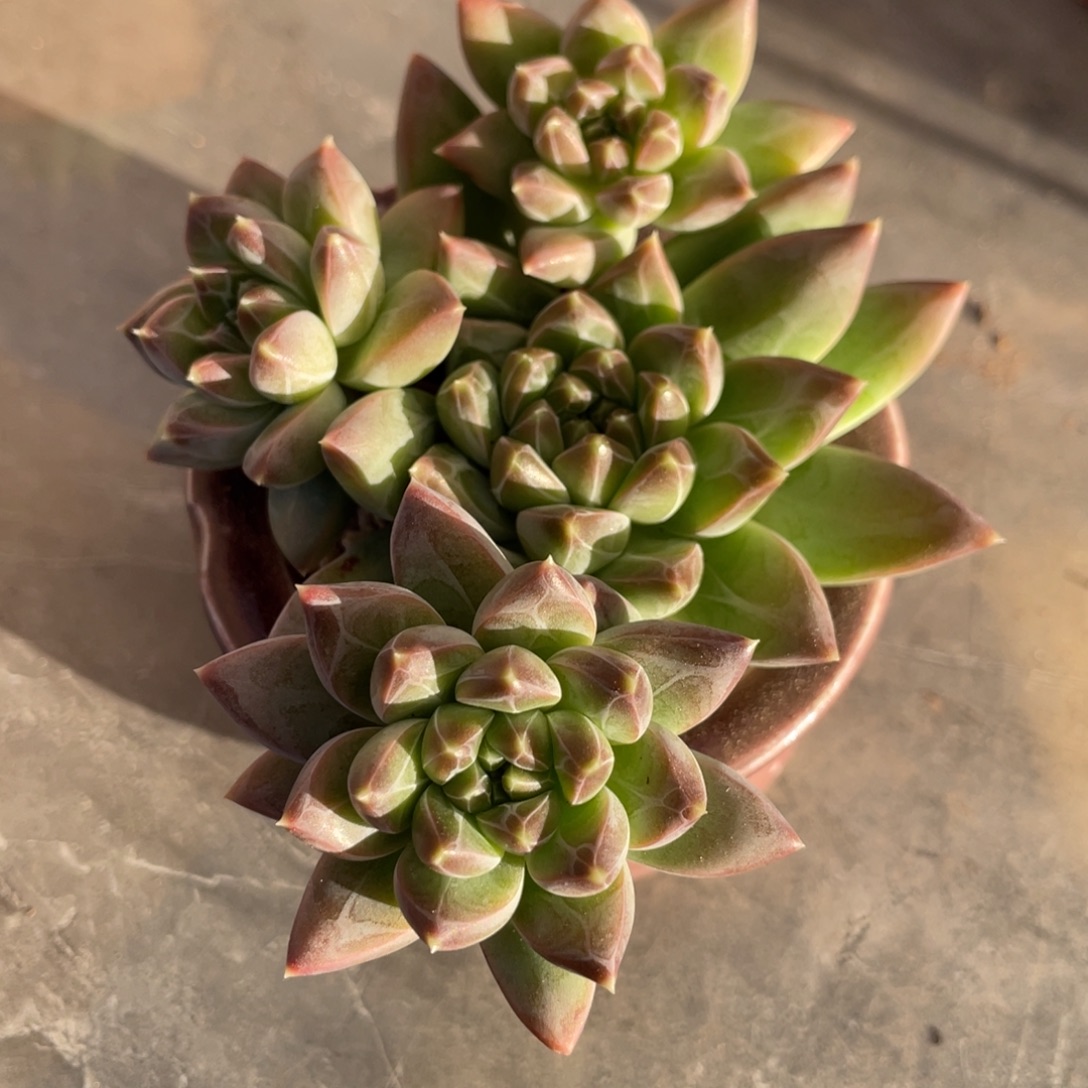 美人克拉克小四头9公分