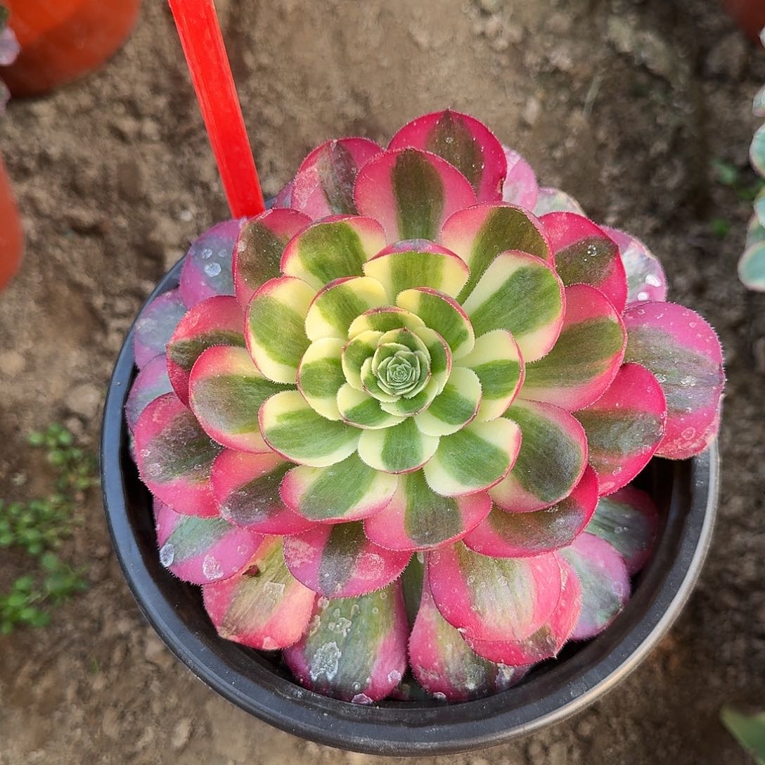 4173鸿运当头多肉