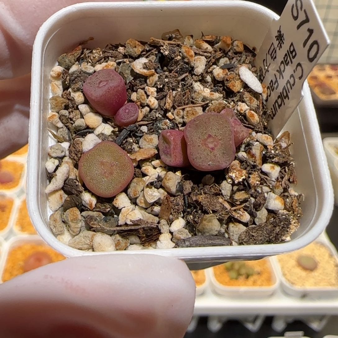 肉锥多肉植物百科-方碗666