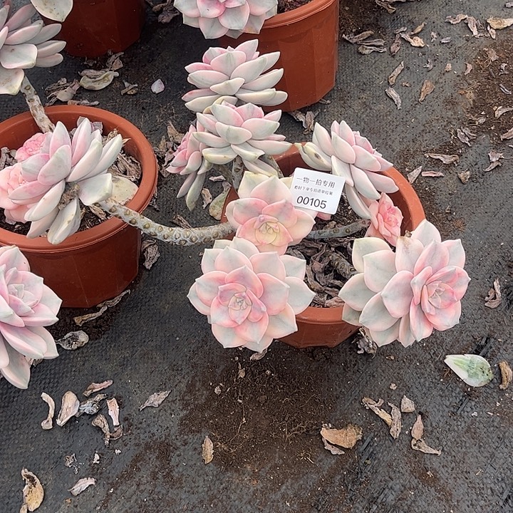 开***米紫乐锦大群，一物一拍