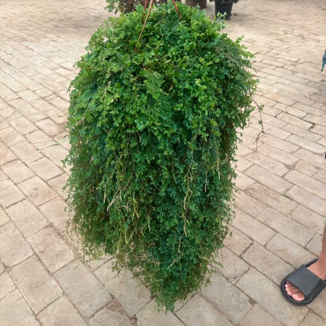 变色龙好养活垂吊观叶植物净化空气盆栽