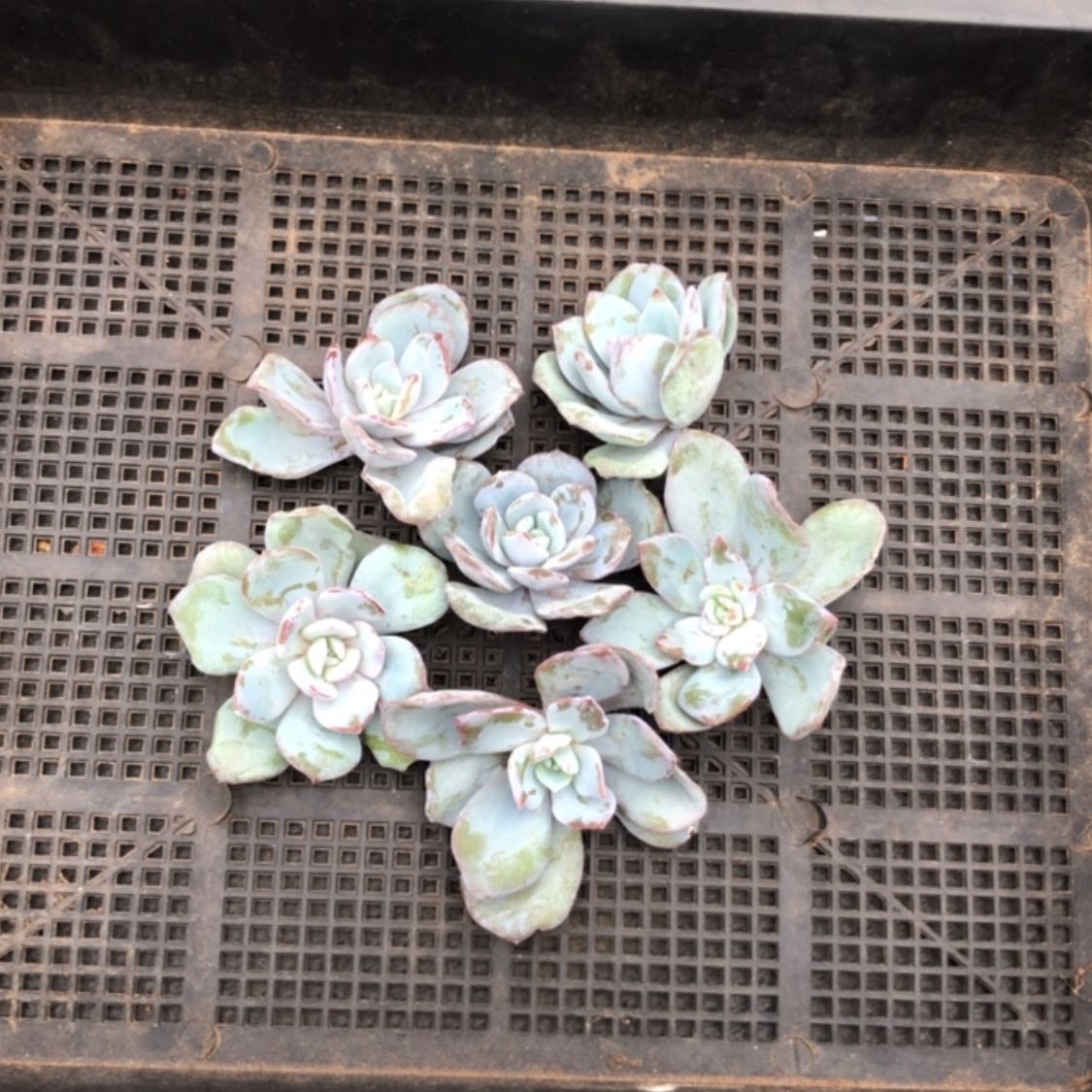 【闪购商品】韩奶框拍