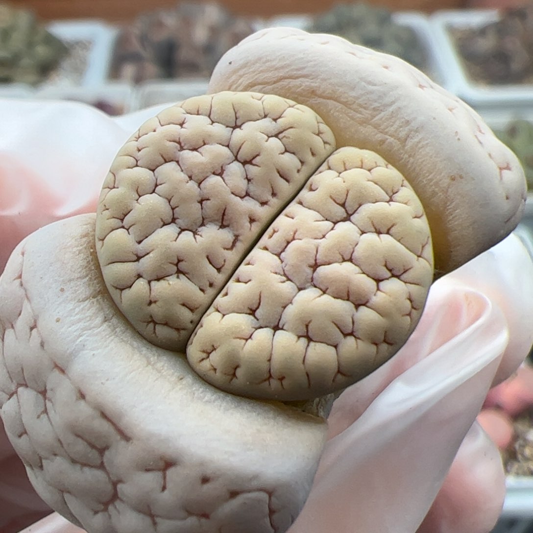 0401号 189多肉植物