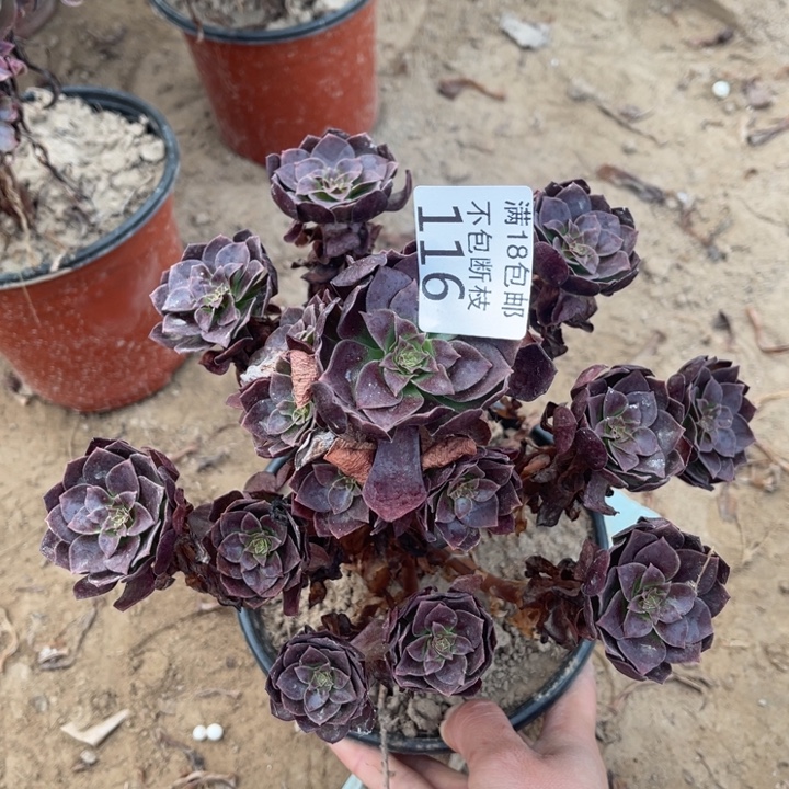 116黑魔小手捧1法师