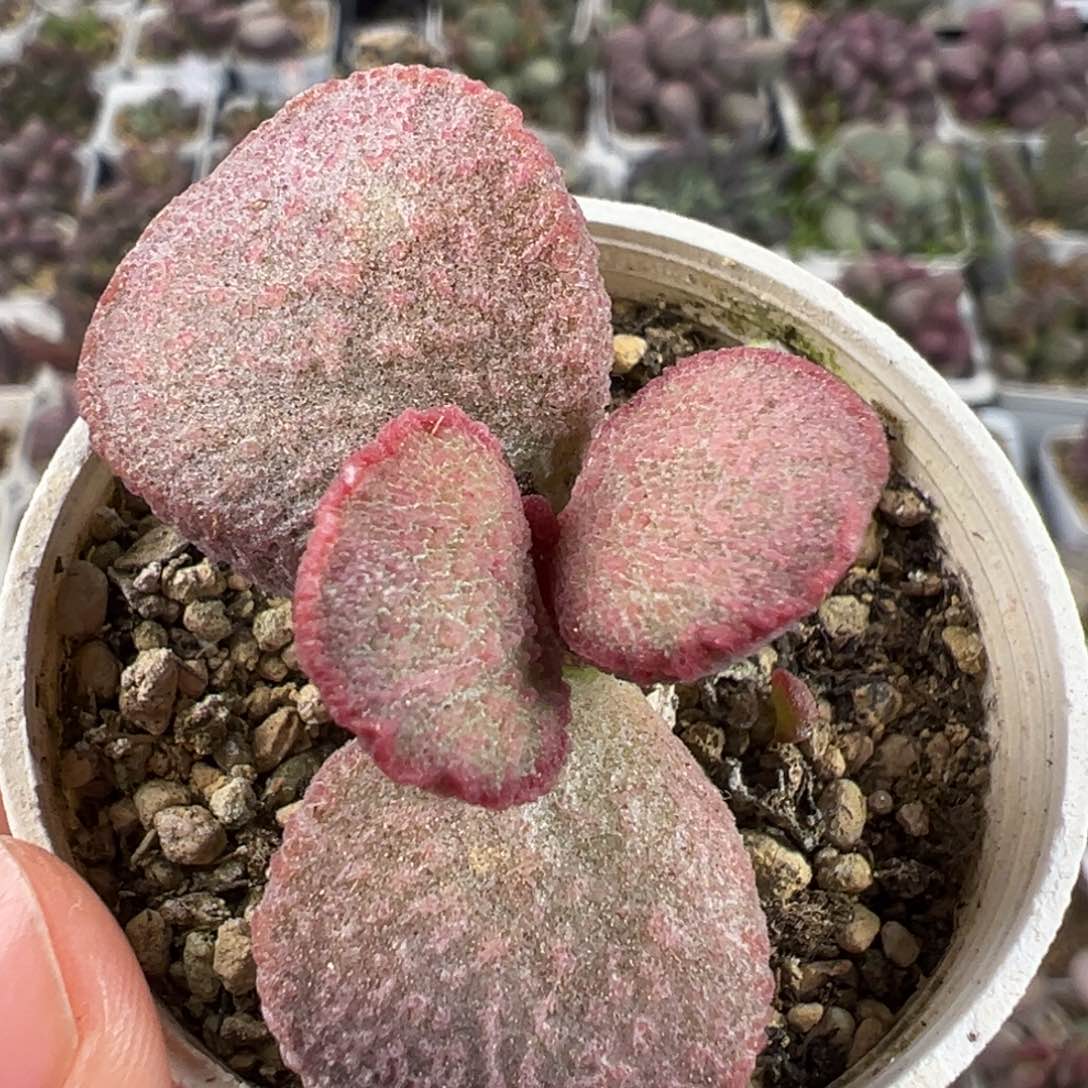 单头纯木质桩妖姬公爵夫人多肉