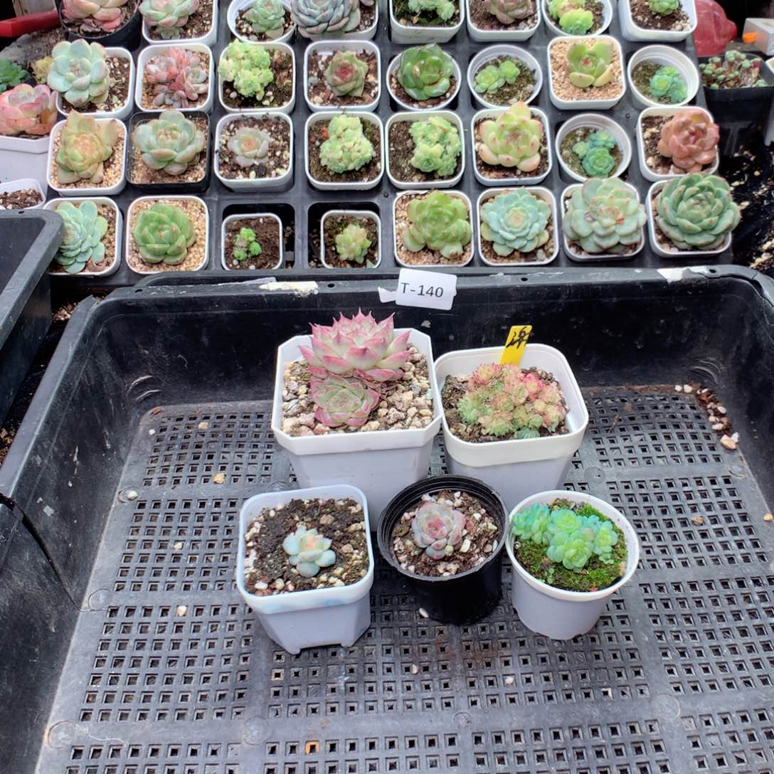 谢***游无花朵T140英语英语