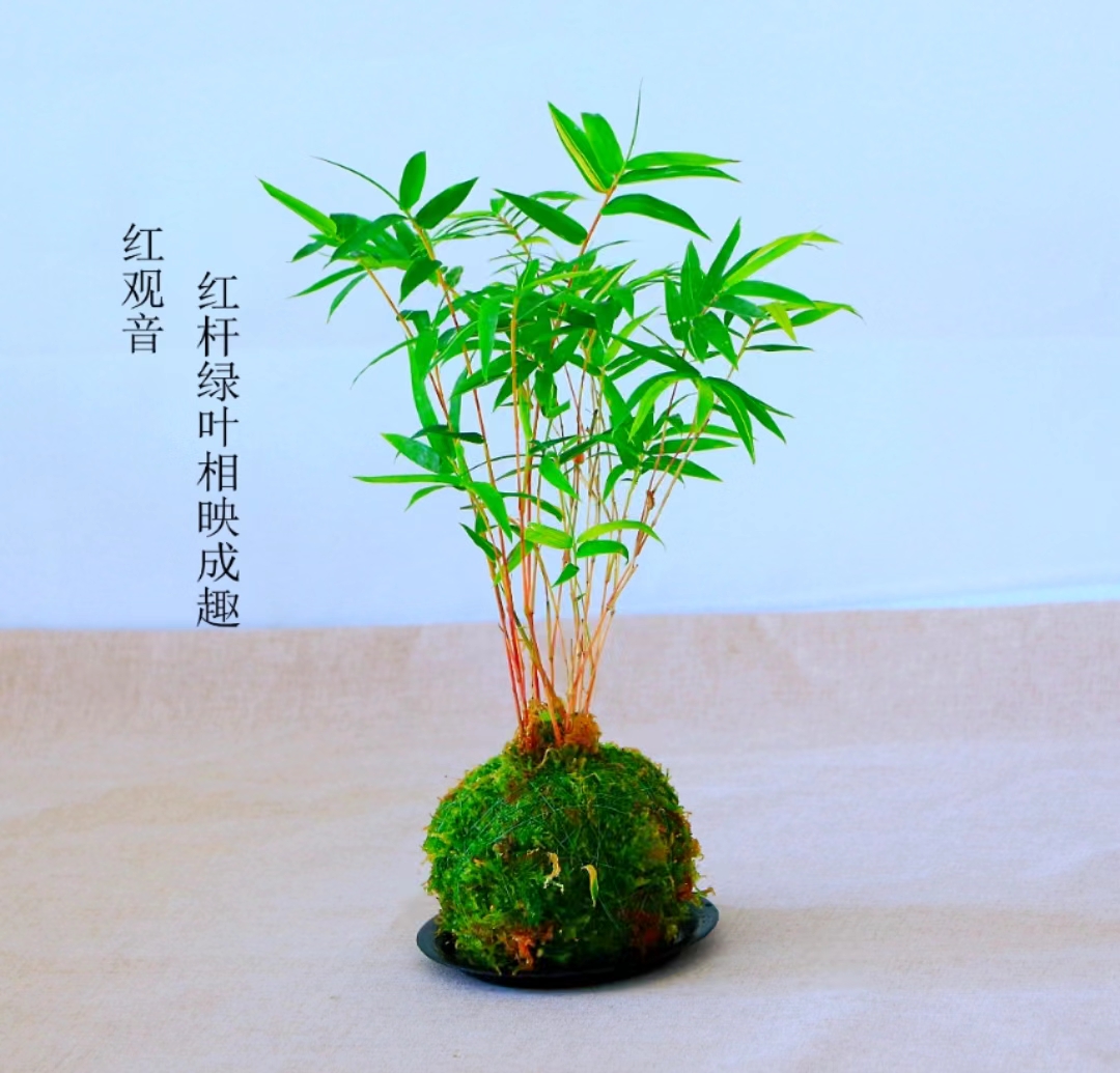 红观音竹绿色栽培水培土培一年四季常绿办公室盆景