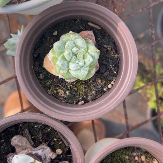 火*鱼谢谢宝，一物一拍2944