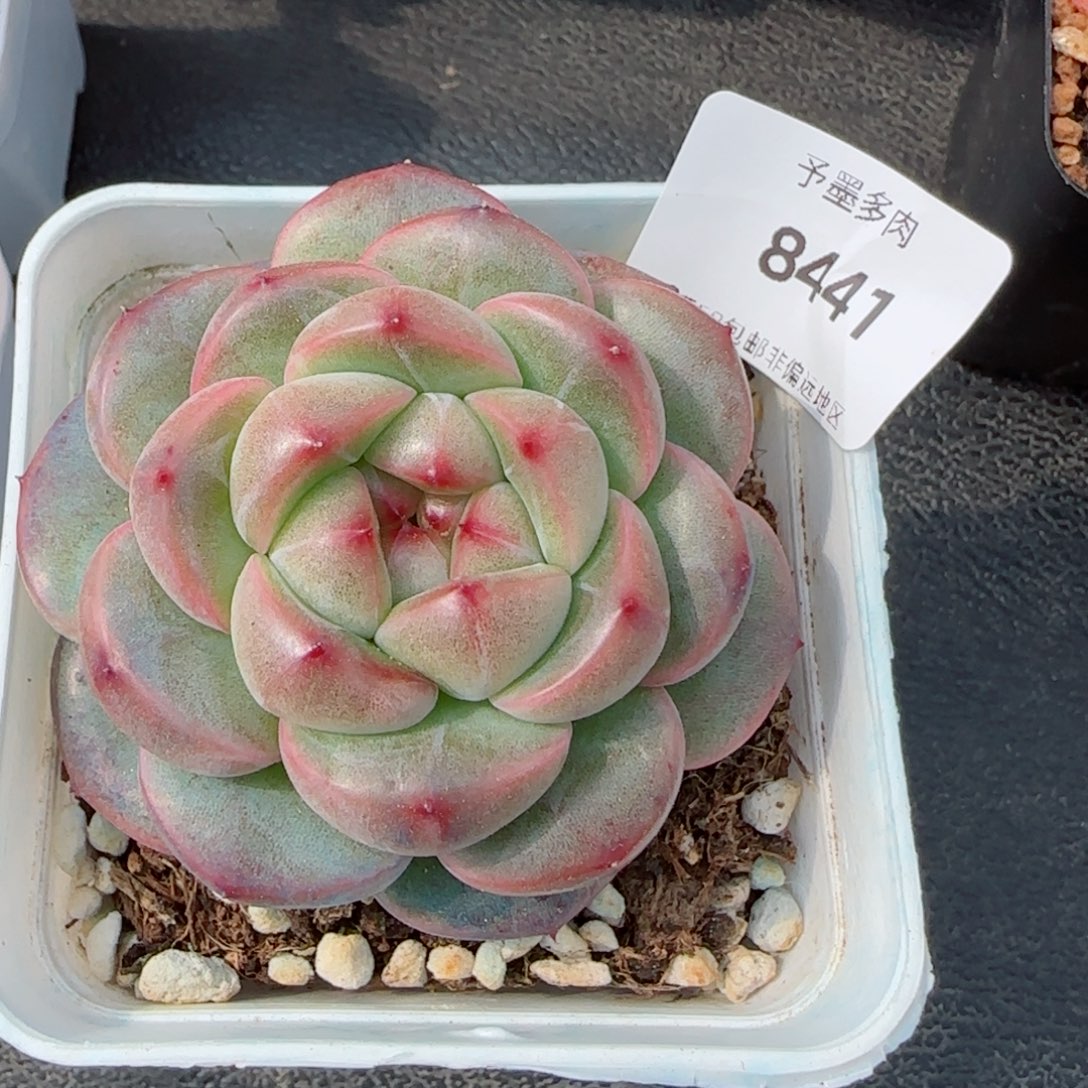 相思豆，8441多肉植物