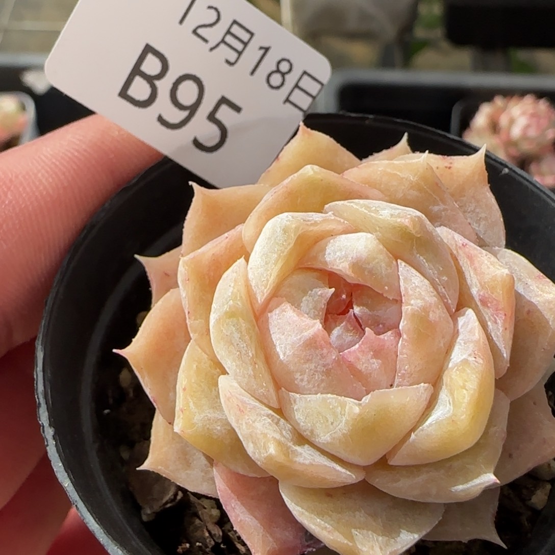 石化珍妮单头一颗脱土