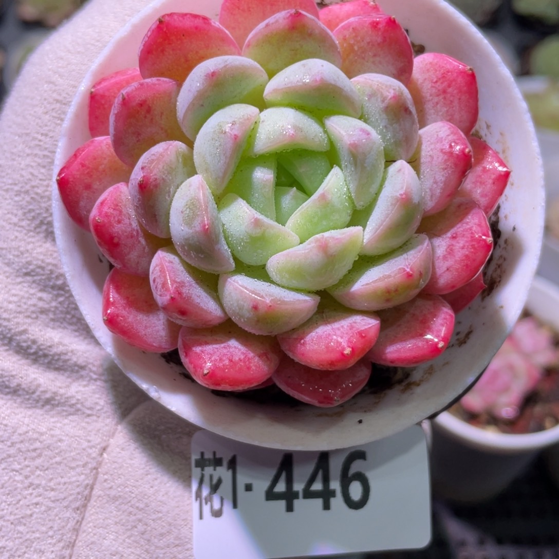 花利美1-446新品单头