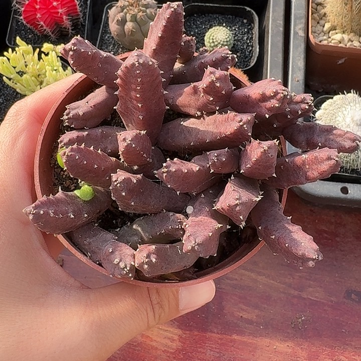 红色犀牛角仙人球123