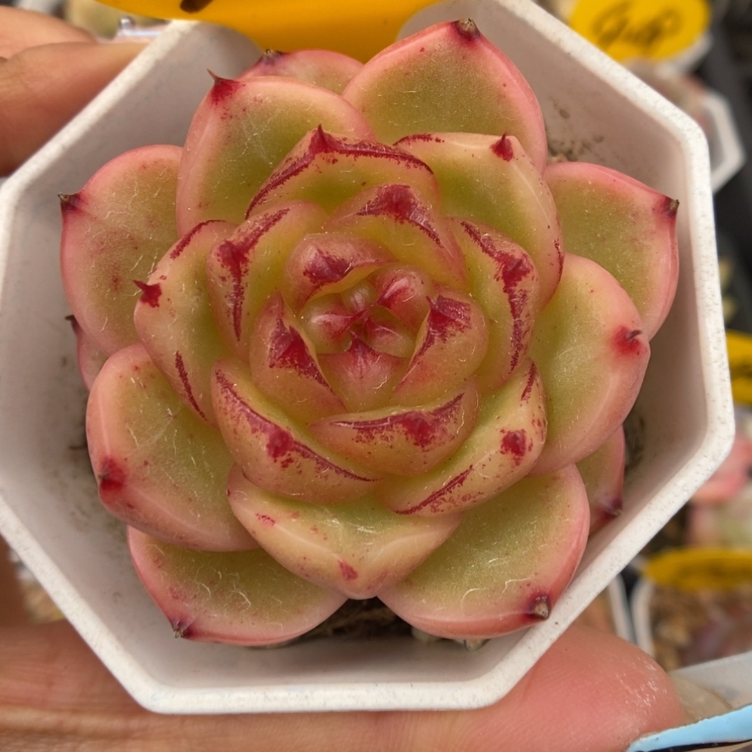 晶晶珍妮可拍360号。   