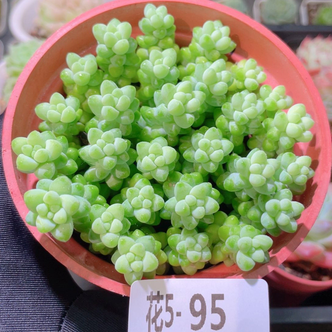 花利美5-95玉坠含盆