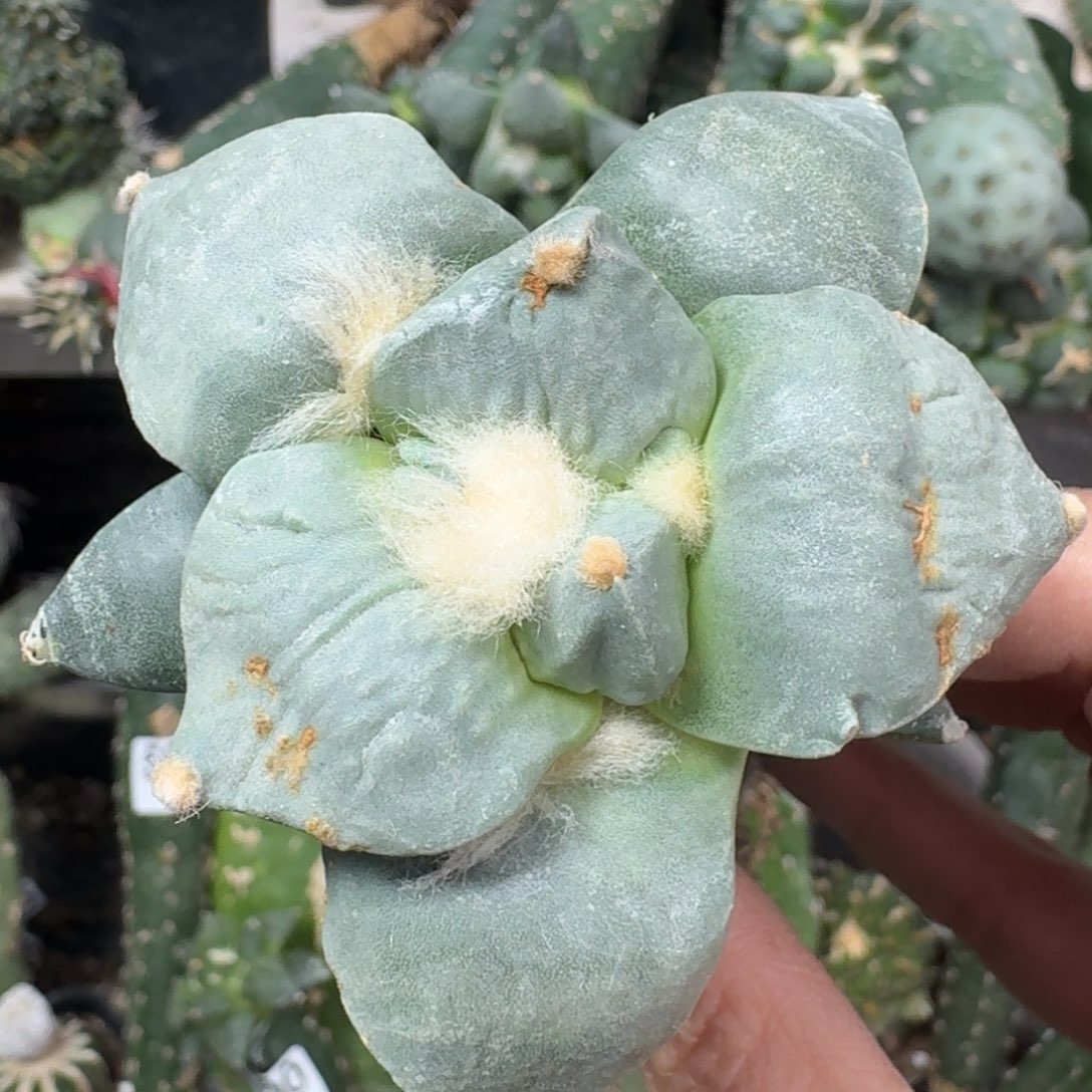 【闪购商品】无花朵白**达摩丸尤512