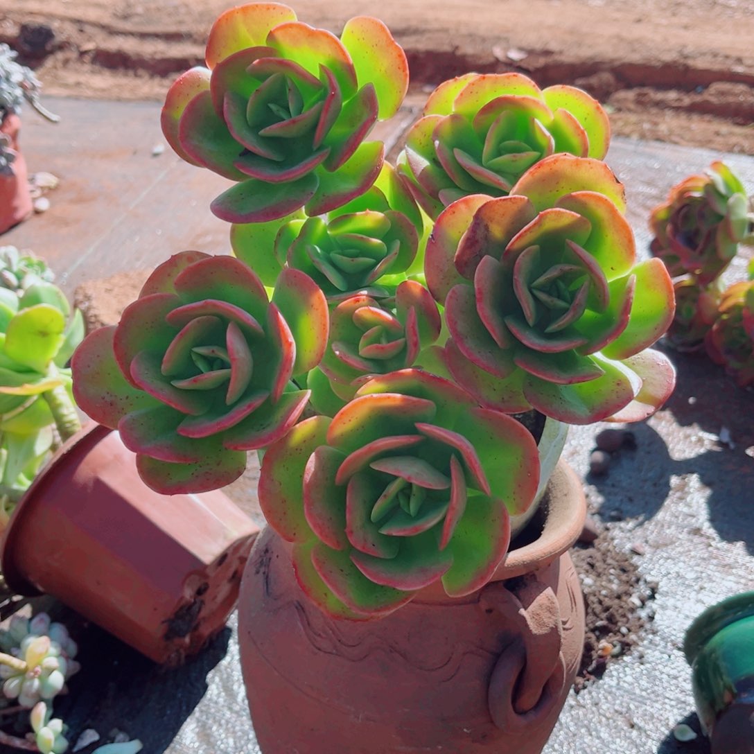 红梅一颗老桩发货