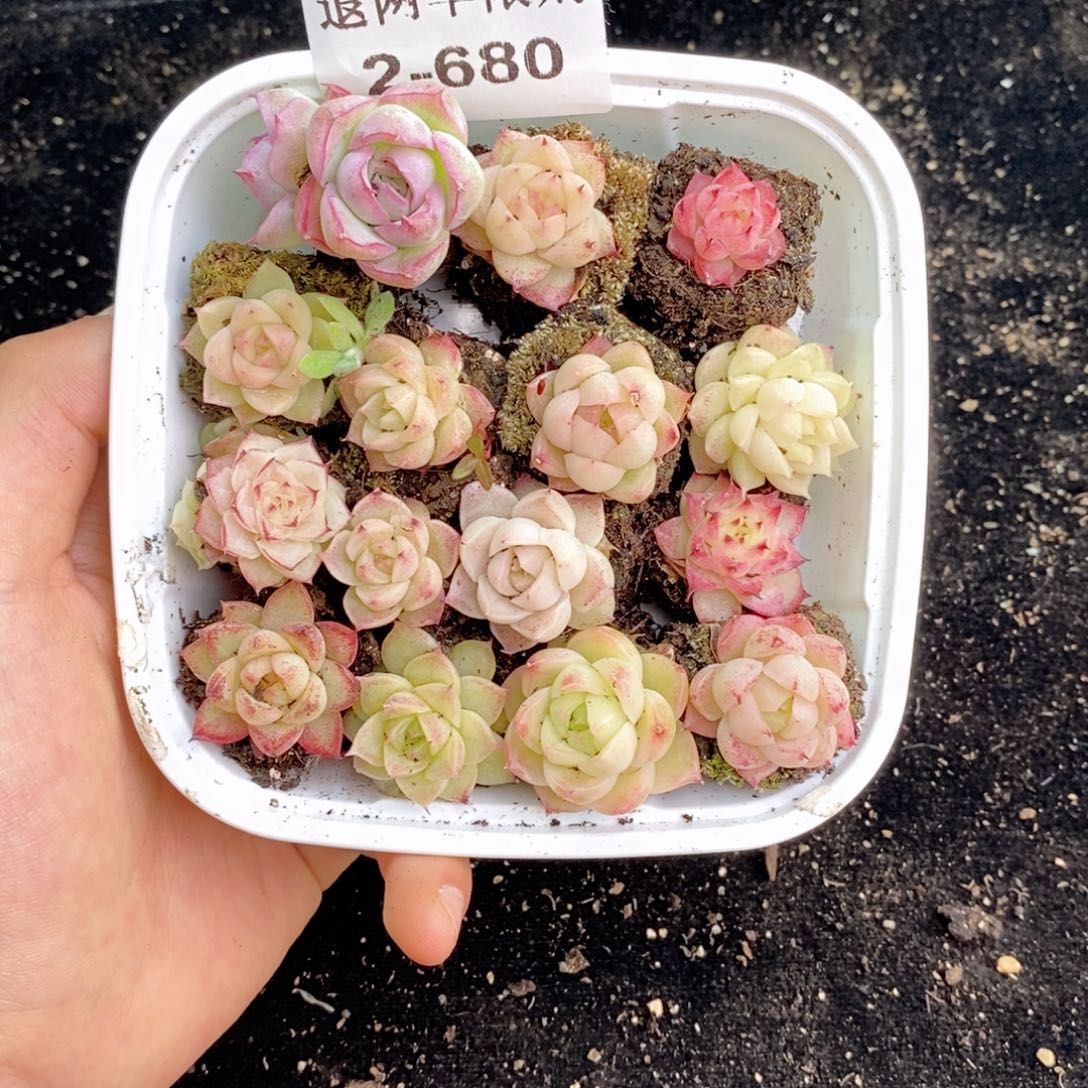 2-680 新疆西藏内蒙不发其他12.8包邮两到三公分多肉