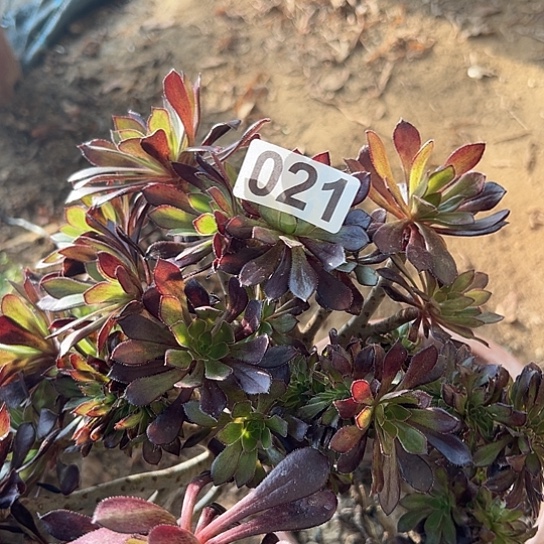 可***荐多肉植物一个黑法021