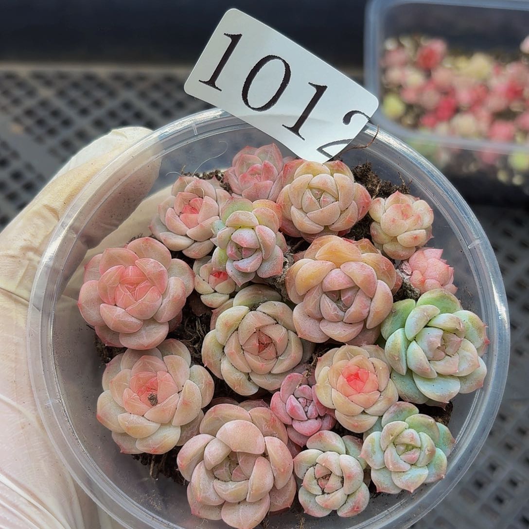 多肉植物多肉植物1012