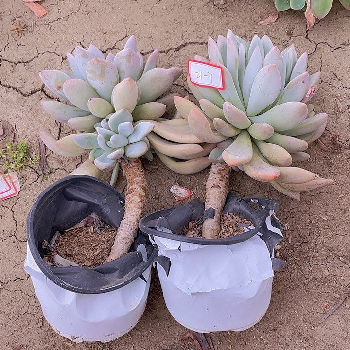 梓**妈奥普长胆老庄20杠七两颗