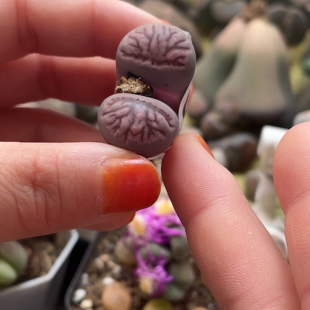 生石花一颗4960000