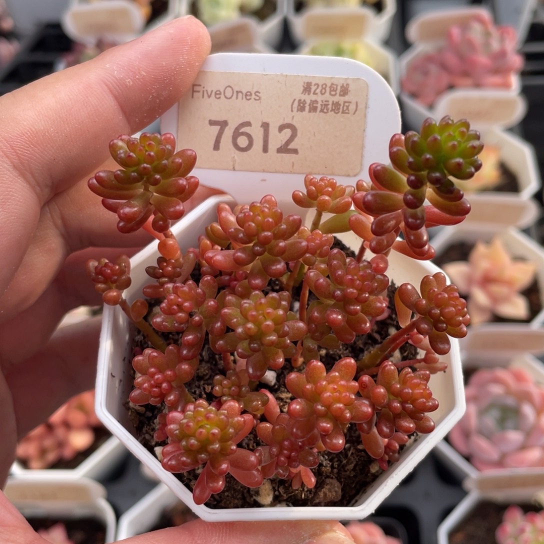 浆果7612不包整7.5厘米